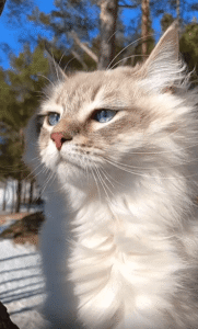 겨울바람을 만끽하는 고양이의 순간 멍상