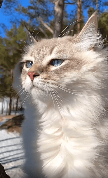 출처 : Reddit / 겨울 바람을 느끼는 고양이