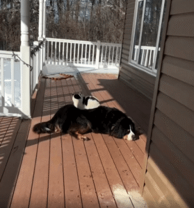 강아지 침대 위에 착 앉은 고양이, 테라스의 평화는 지금 이 둘에게 있습니다