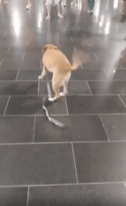 “진짜 왔어요? 진짜요?!” 반가움에 폭발한 강아지의 감정 폭주