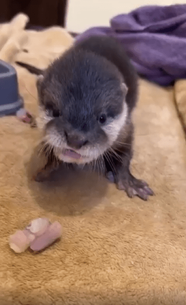 출처 : Reddit / 천천히 간식을 먹고 있는 아기 수달