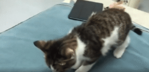 이불 위에서 퍼지는 졸음, 새끼 고양이의 평화로운 항복