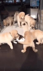 “이건 또 무슨 상황이람…” 강아지 떼에 둘러싸인 고양이의 묵묵한 인내