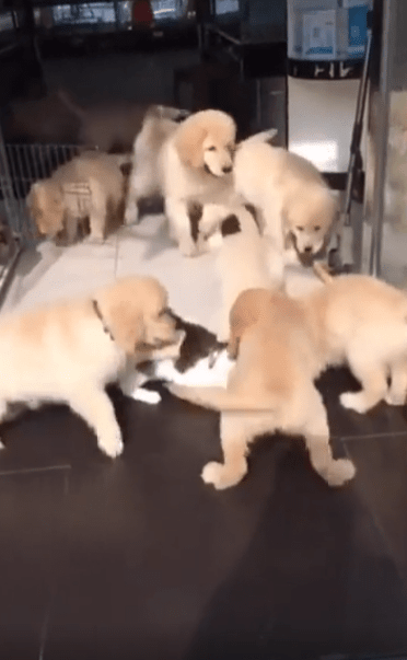 출처 : Reddit / 새끼강아지들에게 둘려 쌓여있는 고양이