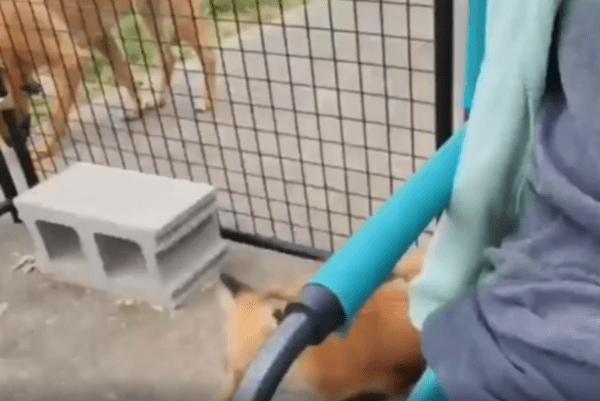 출처 : Reddit / 여우가 다가와 가방안에 있는 음식을 몰래 빼간다