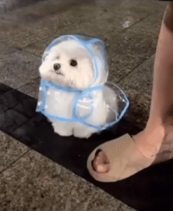 빗속 투명 우비 속, 조용히 기다리는 강아지의 작고 단단한 의지