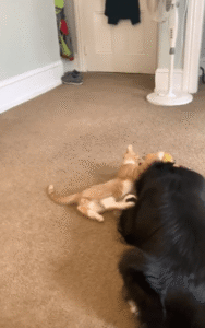 “덩치 차이? 상관없어” 누운 고양이와 장난치는 강아지의 평화로운 교감