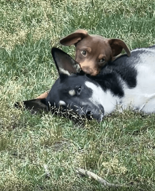 출처 : Reddit / 두 강아지가 풀밭에서 휴식을 취하고 있다