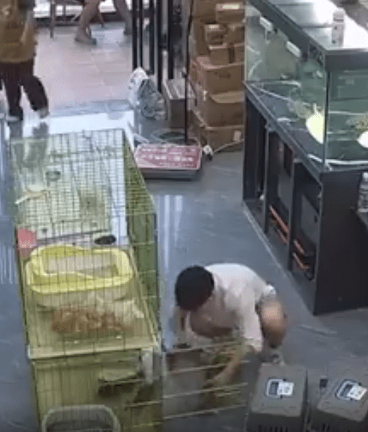 출처 : Reddit / 케이지를 나가려는 새끼 고양이들