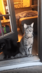 “뭐야, 지금 들었지?” 문 앞에서 경계 태세에 돌입한 고양이 듀오