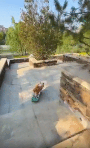 “브레이크는 없어도 괜찮아요!” 스케이트보드를 탄 강아지의 대담한 질주