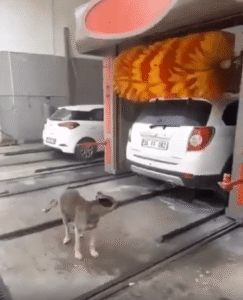 “이 맛에 세차장 오죠” 자동 세차 솔 앞에 자리 잡는 강아지의 묘한 취향