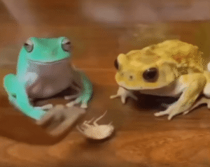 “그건 내 거였다고… 진심이야” 먹이를 뺏긴 개구리의 집요한 응징