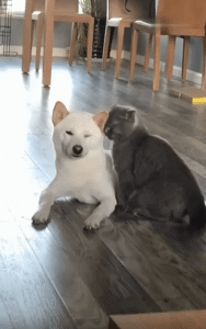 “우리 사이? 음… 말 안 해도 알잖아” 강아지 어깨에 기대 앉은 고양이