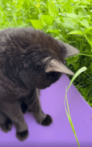 “그 풀, 맛있을까?” 고양이와 주인이 나눈 작고 조용한 교감