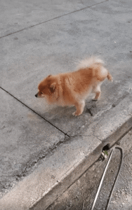 “균형이냐 본능이냐, 난 둘 다 한다!” 물구나무 자세로 배뇨하는 강아지의 기이한 기술