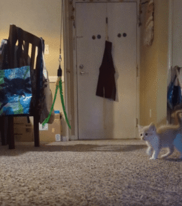 “이건 어떻게 하는 거지?” 장난감과 첫 교감을 시작한 아기 고양이