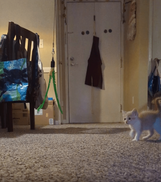 출처 : Reddit / 천장에 메달링 장난감을 가지고 놀이를 하는 새끼 고양이