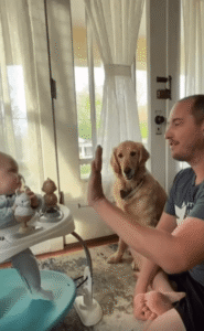 “저도 할 줄 아는데요?” 하이파이브 수업에 끼어든 골든 리트리버