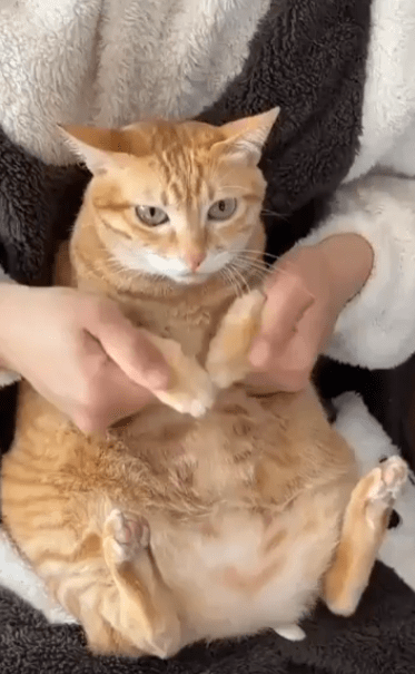 출처 : Reddit / 주인 무릎위에 있는 고양이