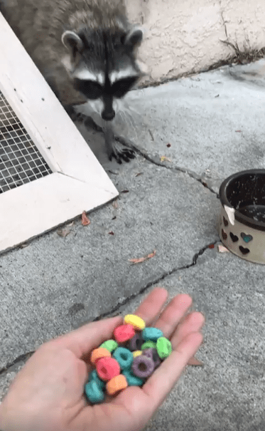 출처 : Reddit / 손위의 시리얼을 너구리에게 건댄다