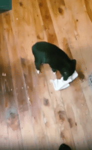 “이 수건이 진짜 문제라고요!” 수건과 한바탕 대결 중인 작고 검은 전사