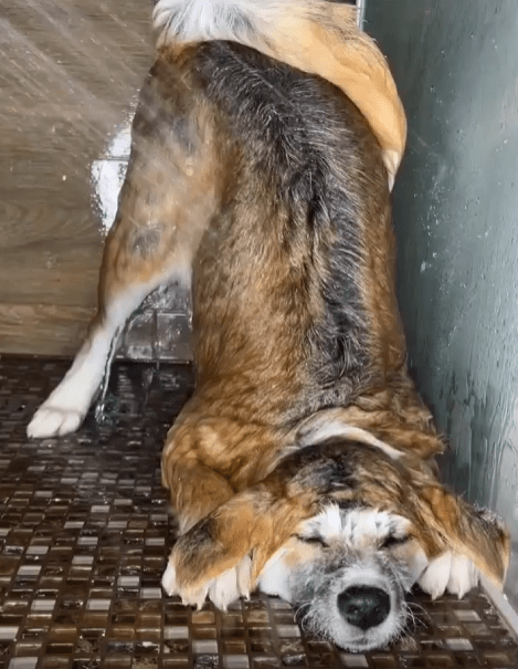 출처 : Reddit / 독특한 자세로 샤워기의 물을 맞고있는 강아지