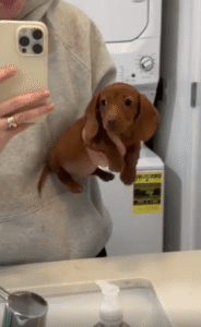 “공중 수영중입니다” 한 손 위에서 헤엄치는 작고 진지한 강아지