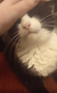 “하루를 시작하는 가장 중요한 의식” 쓰담쓰담에 녹아내리는 고양이의 아침 루틴