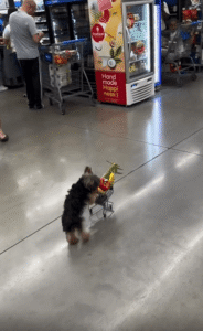 “쇼핑도 내 발로 합니다” 두 발로 밀고 가는 강아지의 미니 쇼핑타임