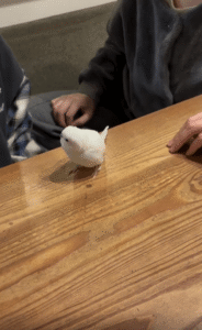 “마지막 한 수는 나야” 손등 쌓기 게임의 최종 승자는 작은 새