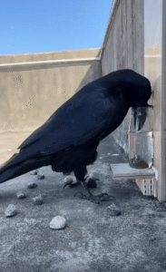 “머리로 마시는 물” 돌멩이를 던져 물 높이를 올린 까마귀의 지혜