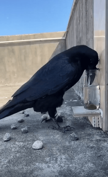 출처 : Reddit / 까마귀가 물병에 돌을 넣어 물높이를 높여 물을 마신다