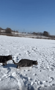 “누가 먼저 잡을까?” 공중을 가르며 날아오른 두 마리 고양이의 먹이 대결