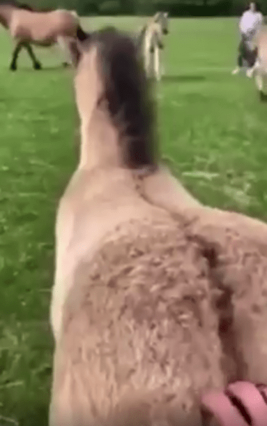 출처 : Reddit / 주인이 말의 엉덩이를 긁어주고 있다