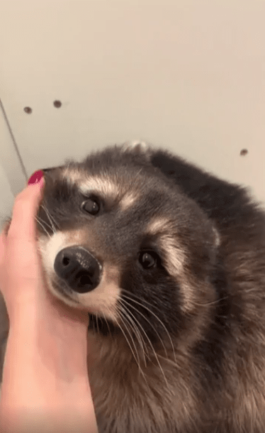 출처 : Reddit / 주인이 너구리를 천천히 쓰다듬어 주고 있다