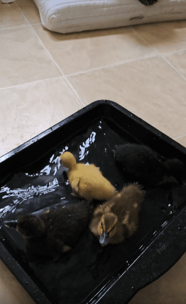 출처 : Reddit / 로스팅펜에 물이 담겨있고 거기서 새끼 오리들이 놀고있다