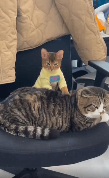 출처 : Reddit / 고야양이 한마리가 편하게 누워있고 그보다 조금 작은 고양이가 꾹꾹이를 하며 마사지 해주고 있다.