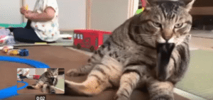 “이건 스트레스 해소인가, 자가치료인가?” – 발가락을 쪽쪽 빠는 새끼 고양이의 황홀한 시간