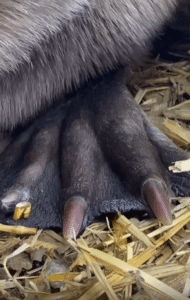 “이렇게 귀여운 식사 장면 본 적 있어요?” – 당근을 우적우적 먹는 비버의 초근접 먹방