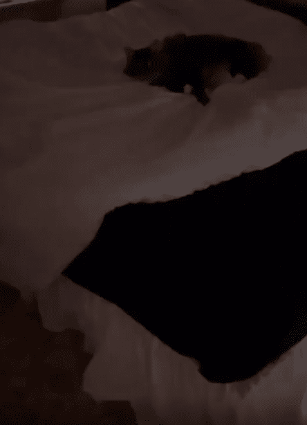 출처 : Reddit / 불이 꺼져있는 방안 침대위에 고양이 한마리가 있다