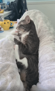 “이 정도면 결벽증 고양이?” – 몸 구석구석을 빼놓지 않는 고양이의 정성스러운 그루밍 시간