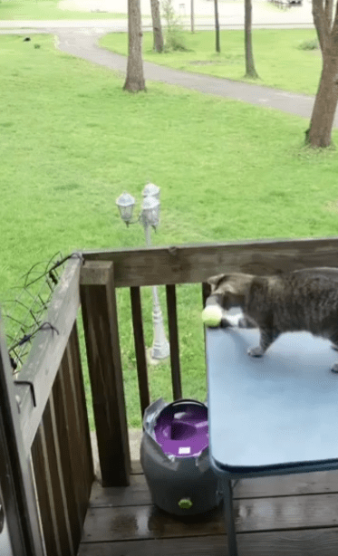 출처 : Reddit / 테이블 위의 고양이가 공을 발사시키는 장난감에 공을 굴려 넣는다