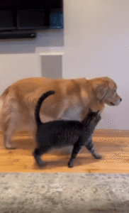 강아지에게 껌딱지처럼 붙어 다니는 고양이의 사랑 표현