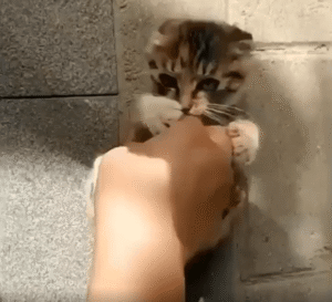 손짓 하나에 맞춰지는 아기 고양이의 동기화 댄스