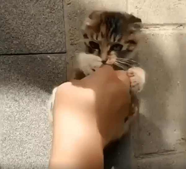 출처 : Reddit / 주인의 손에 맞춰 몸을 웅크렸다 활짝 펴는 새끼 고양이