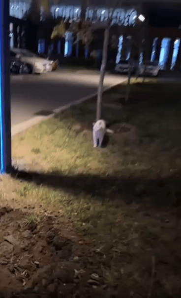 출처 : Reddit / 어두운 밤 나무 옆에 흰 고양이가 있다