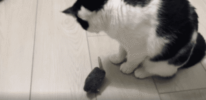 장난감 소리에 폭주한 고양이의 본능 폭발 순간