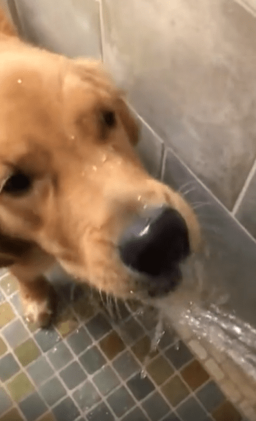 출처 : Reddit / 골든 리트리버에게 물을 주지 얌전히 핥아먹는다