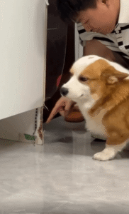 “누가 그랬어? …너 말고 또 누가 있겠니” – 가구 앞에서 눈치 보는 강아지의 현장 검거 순간